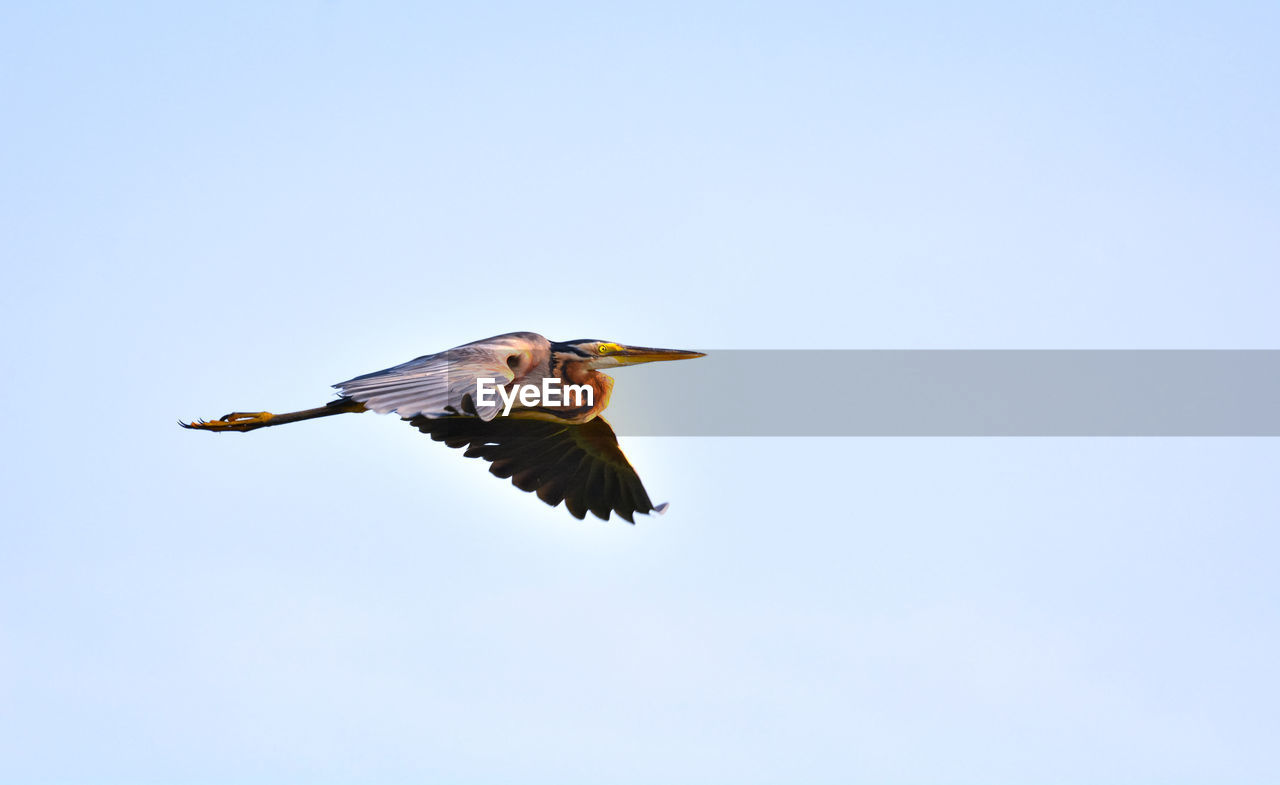LOW ANGLE VIEW OF BIRD FLYING AGAINST THE SKY