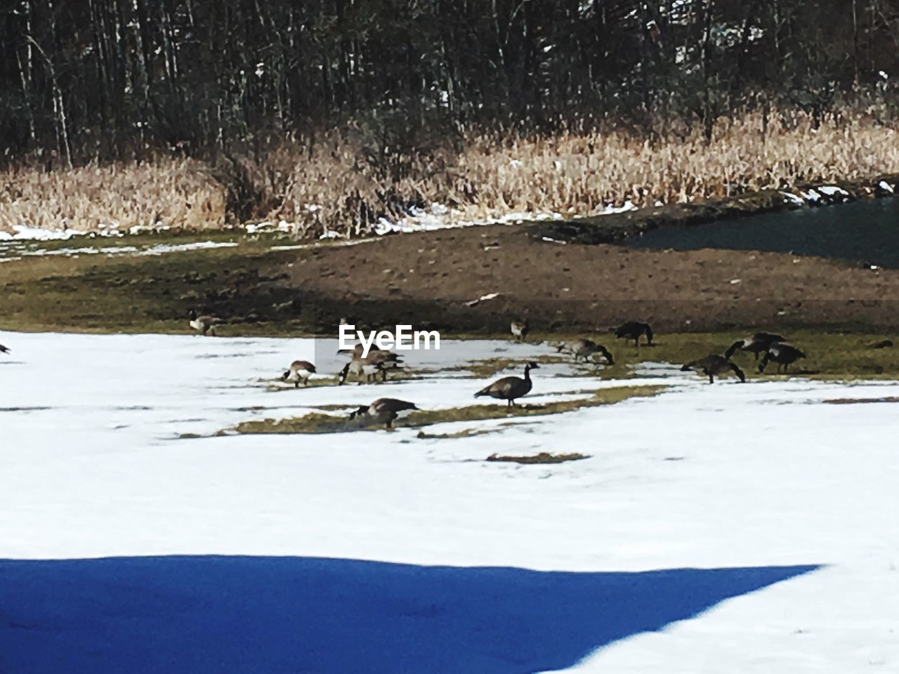 VIEW OF BIRDS IN LAKE DURING WINTER