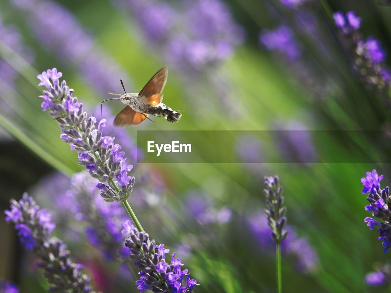 Close-up of butterfly pollinating on purple flower