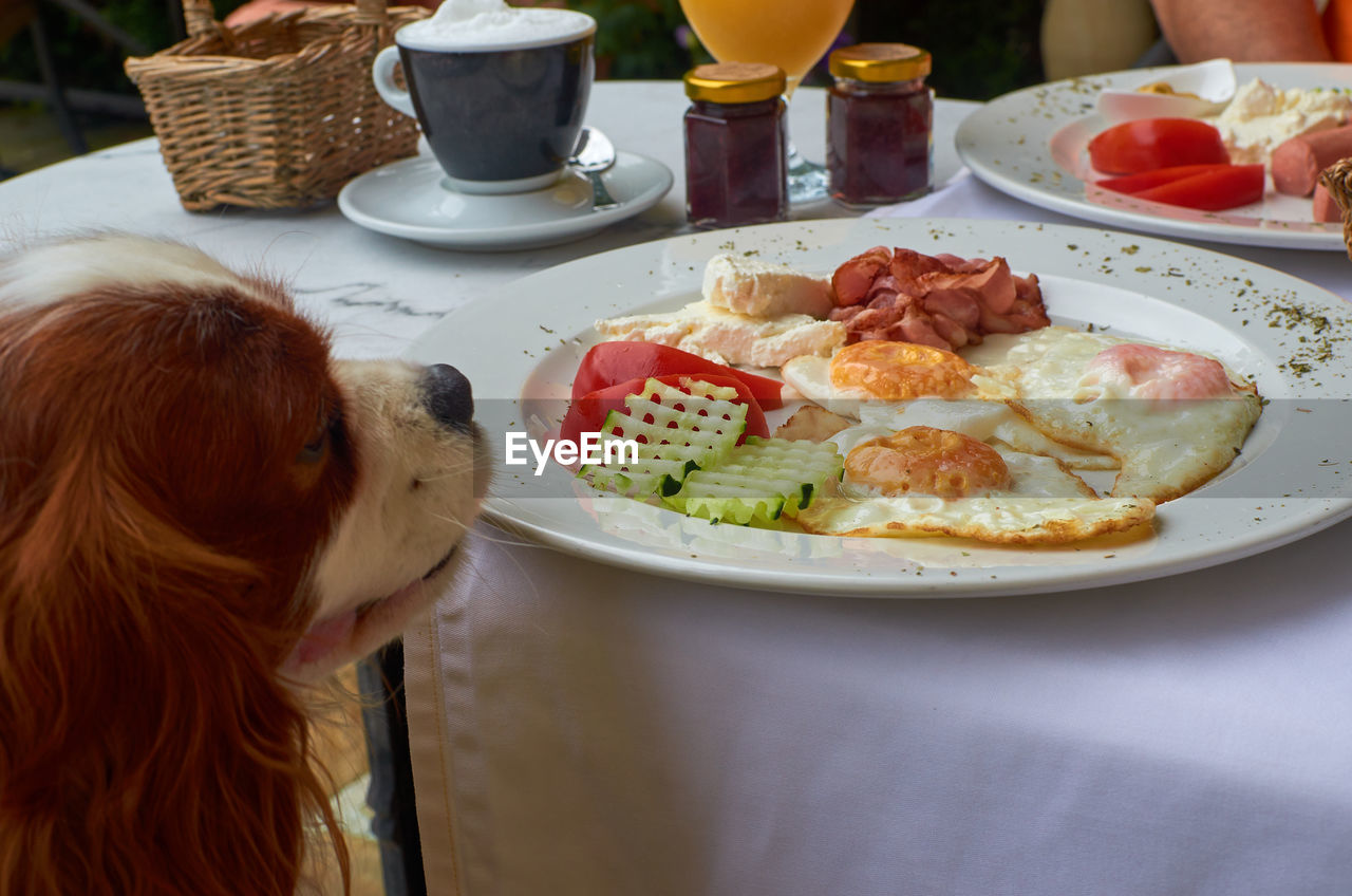 Dog - cavalier king charles spaniel - sitting at a table with rich breakfast