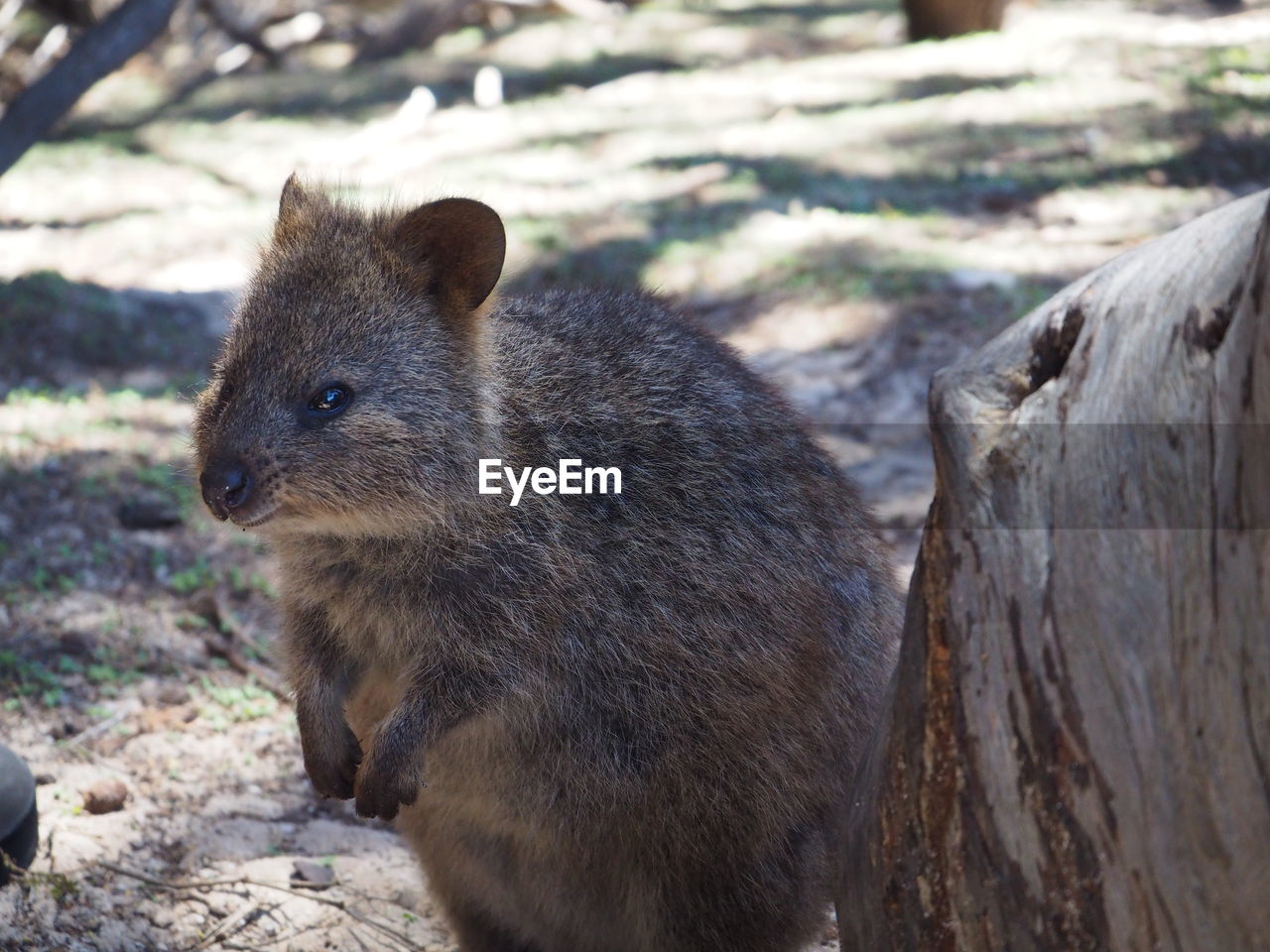 Close-up of quokka on field