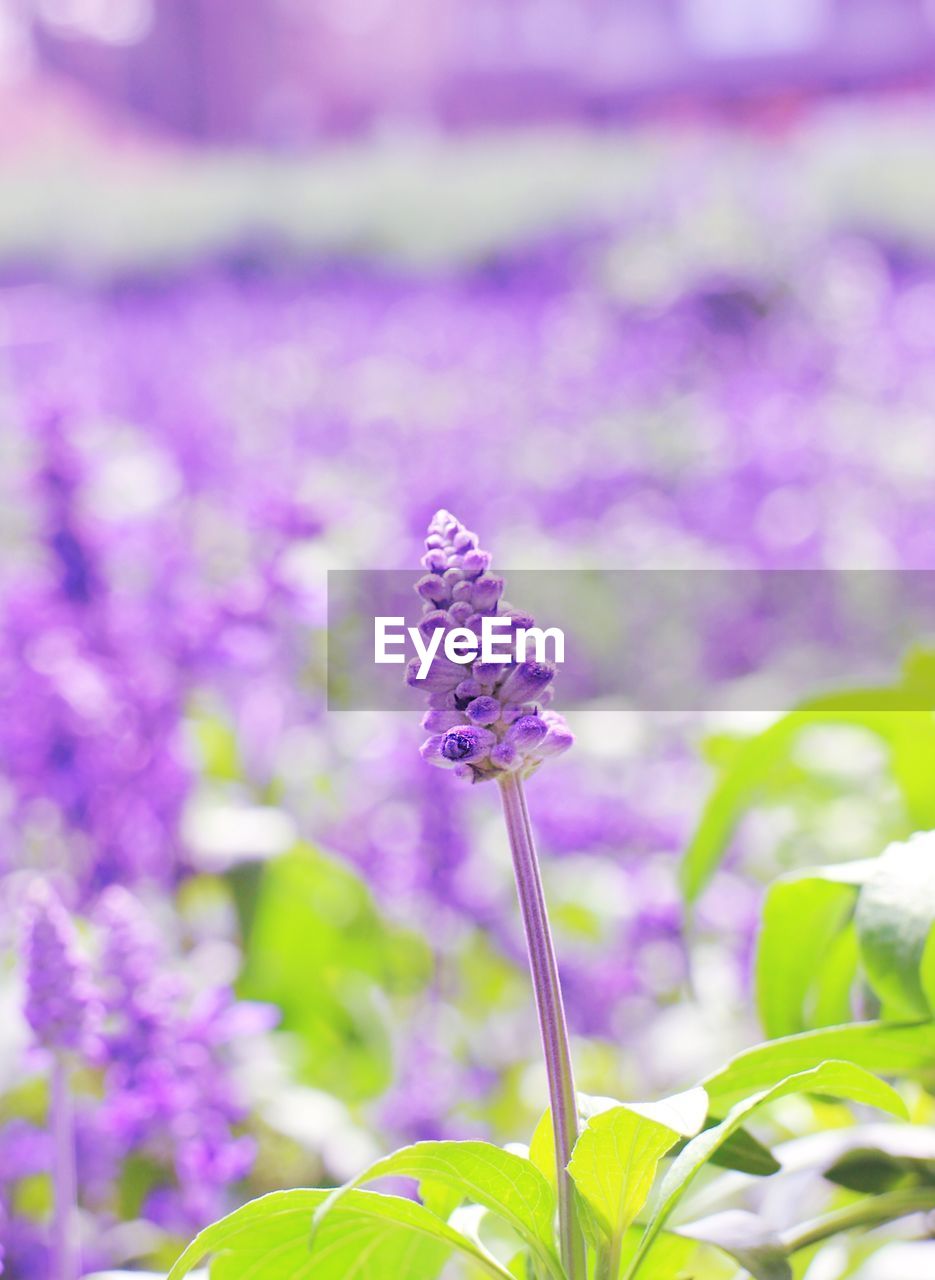 CLOSE-UP OF PURPLE FLOWERS BLOOMING