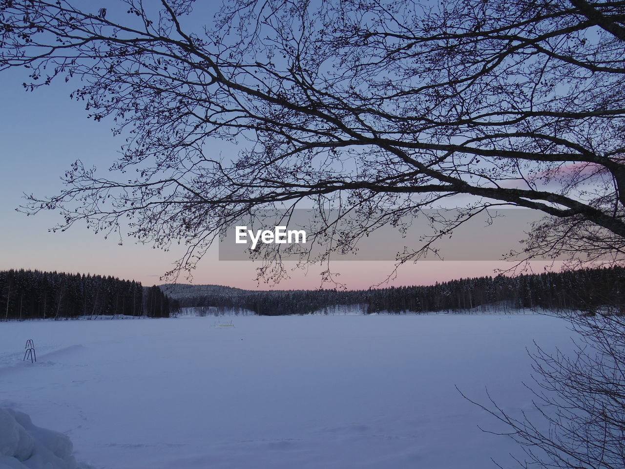 BARE TREE IN LAKE DURING WINTER