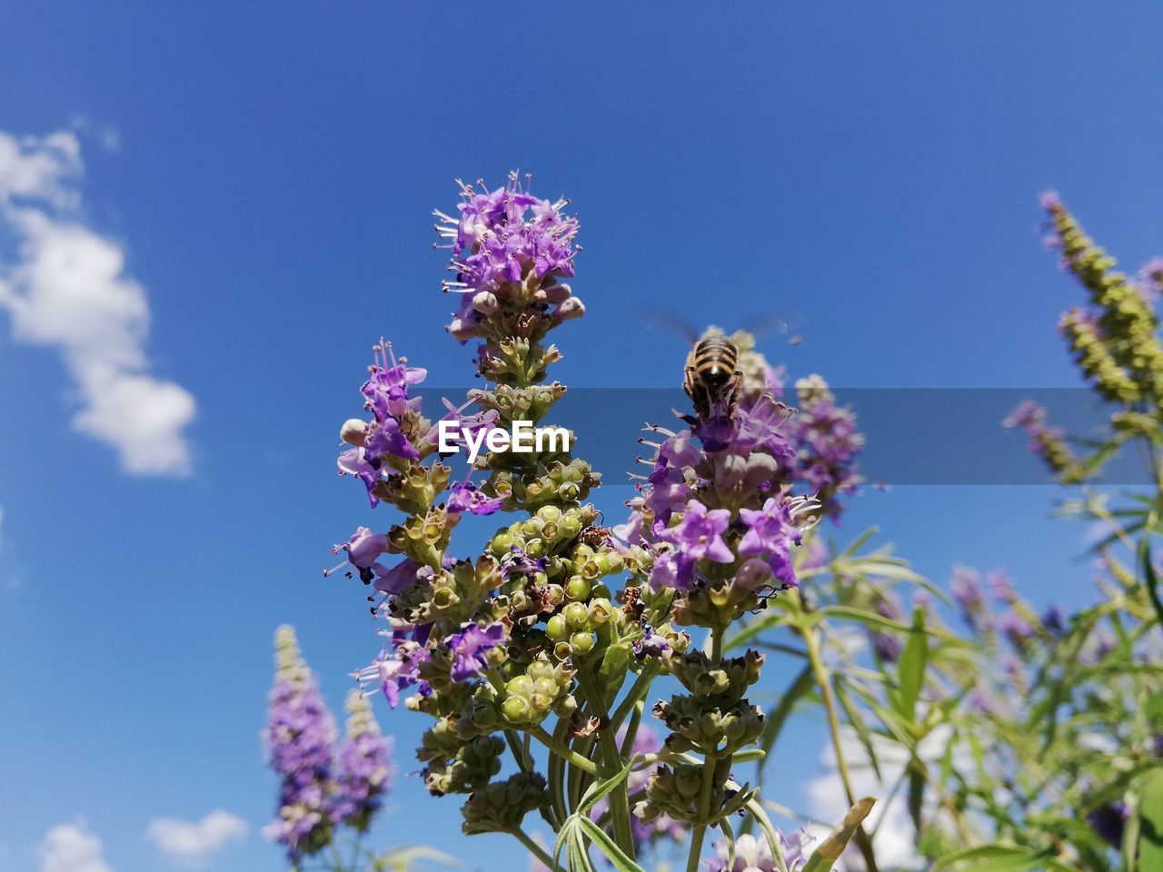 CLOSE-UP OF BEE ON PURPLE FLOWER