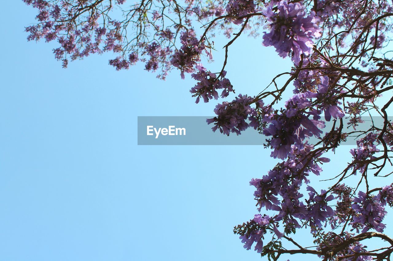 LOW ANGLE VIEW OF BLOOMING TREE AGAINST SKY