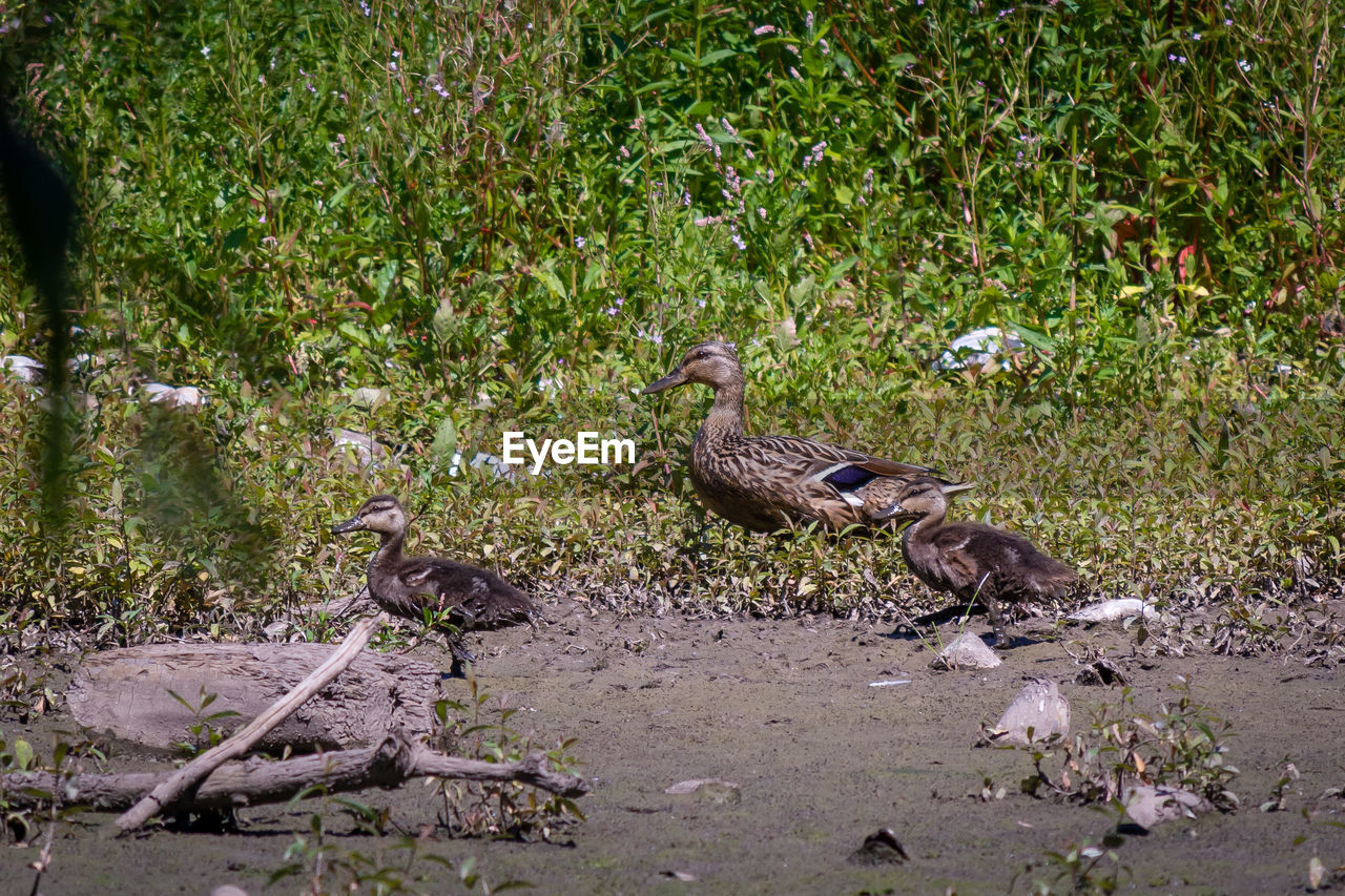 VIEW OF BIRDS ON LAND