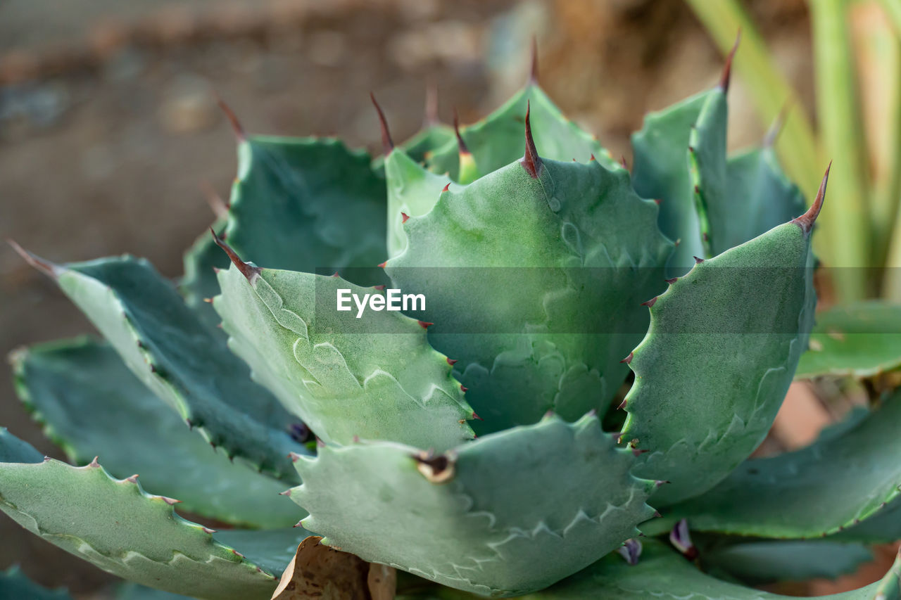 Close-up of succulent plant