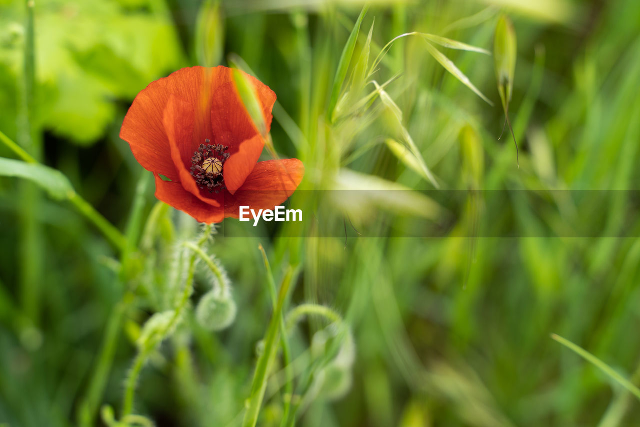 Close-up of red poppy flower