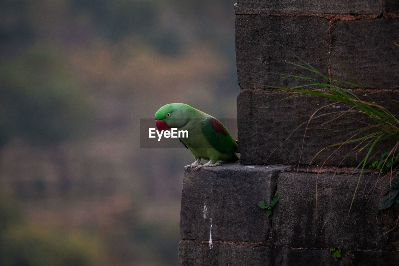 close-up of bird perching on wood