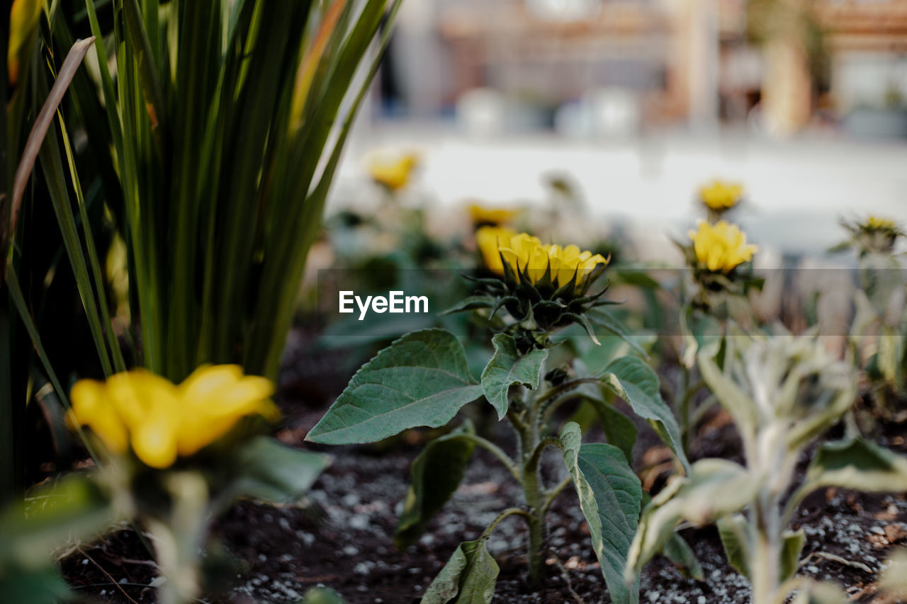 Close-up of yellow flowering plant