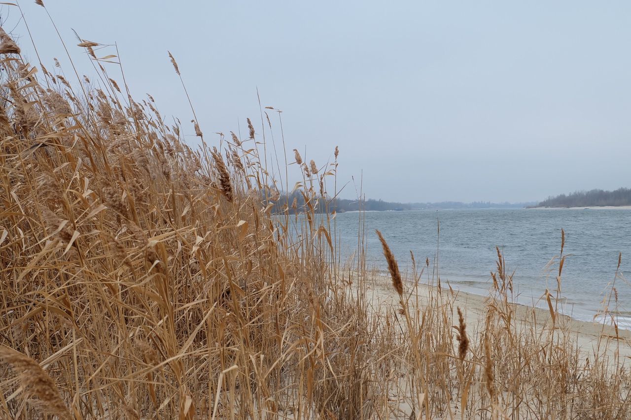 PLANTS GROWING ON SHORE AGAINST SKY