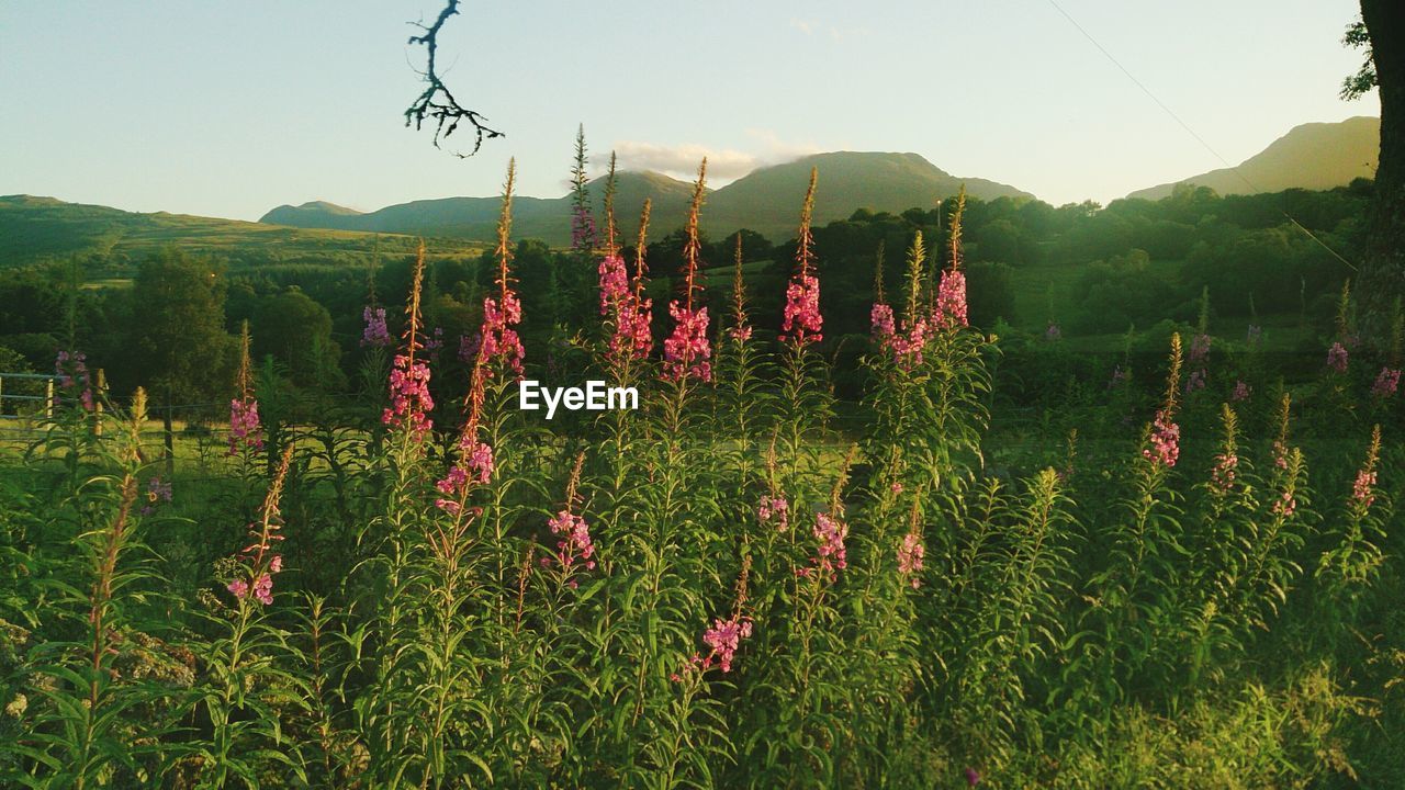 FLOWERS GROWING IN FIELD