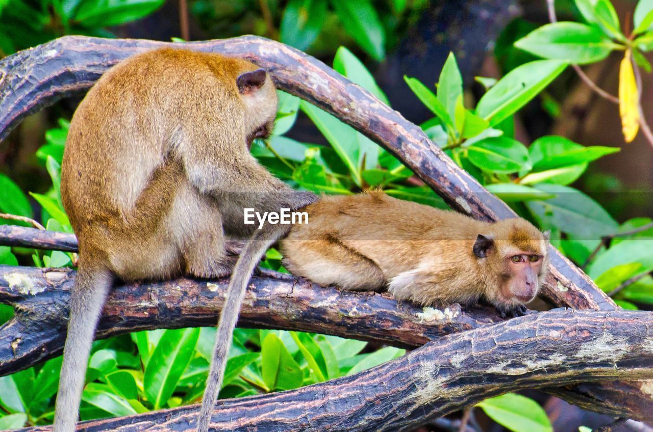 Monkey cleans other monkey on branch in mangrove forest