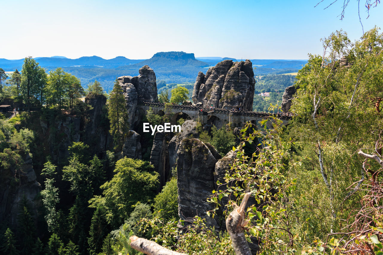 VIEW OF TREES AND PLANTS GROWING ON MOUNTAIN