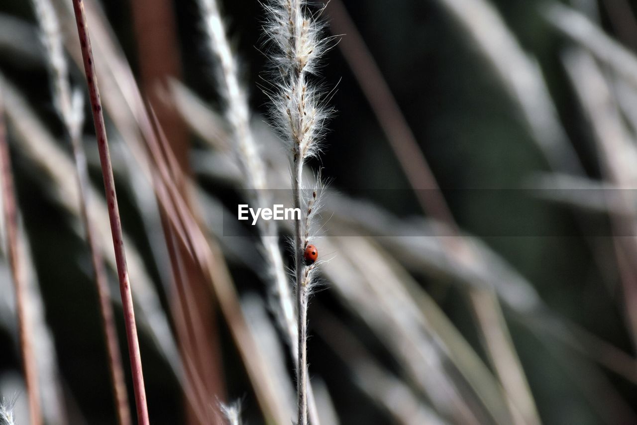 Close-up of ladybug on plant