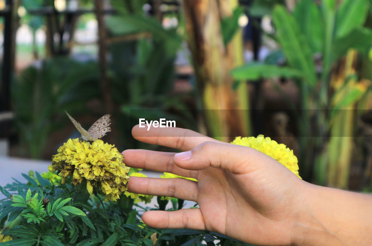 Cropped hand reaching for butterfly on yellow flower