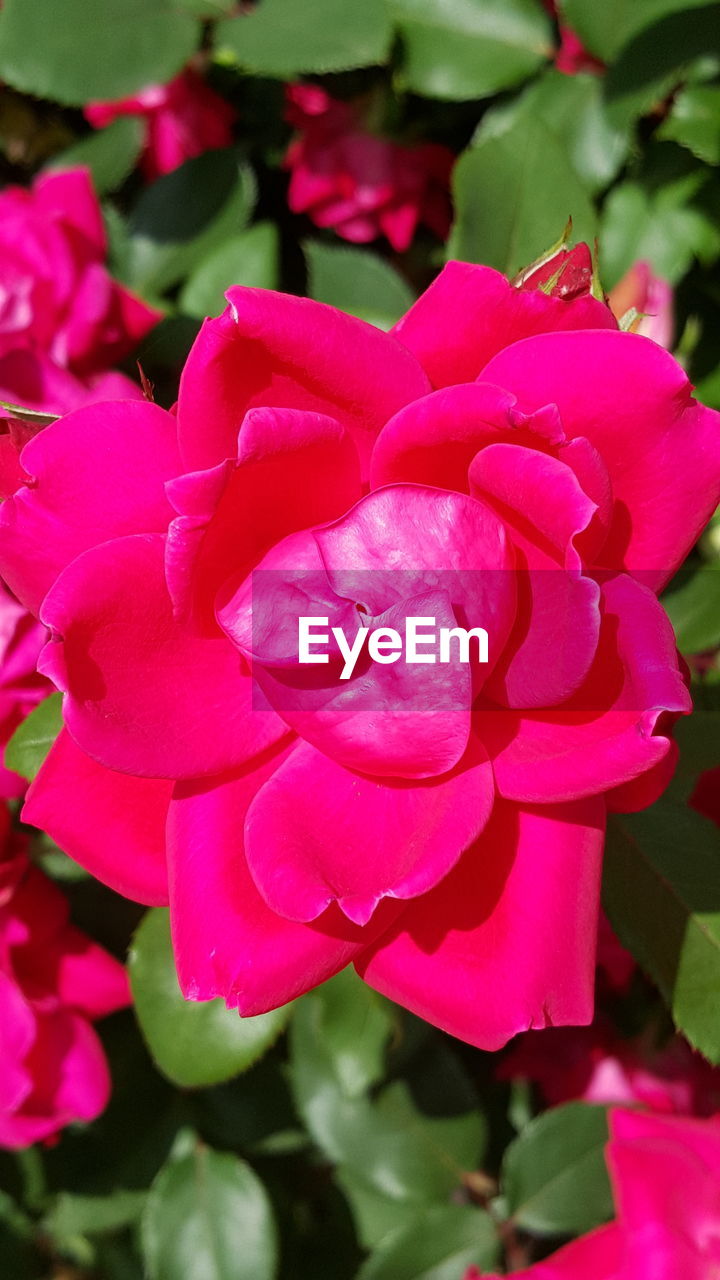 CLOSE-UP OF PINK FLOWERS BLOOMING