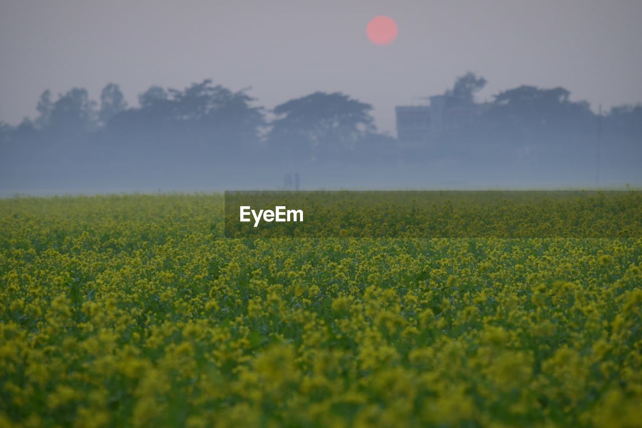 VIEW OF OILSEED RAPE FIELD