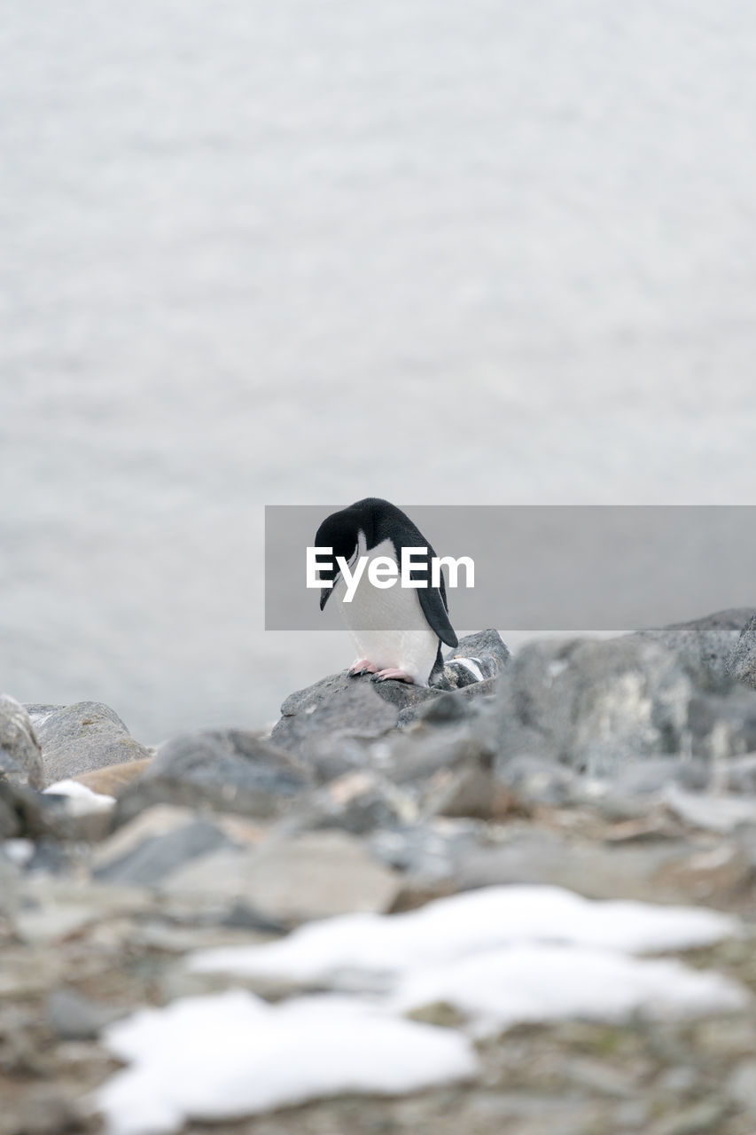 High angle view of penguin on rock against sea