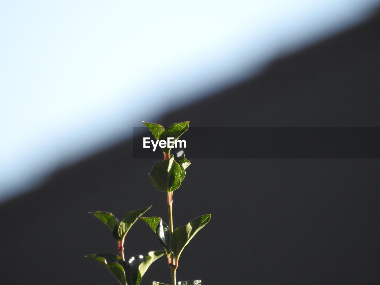 CLOSE-UP OF SMALL PLANT GROWING OUTDOORS
