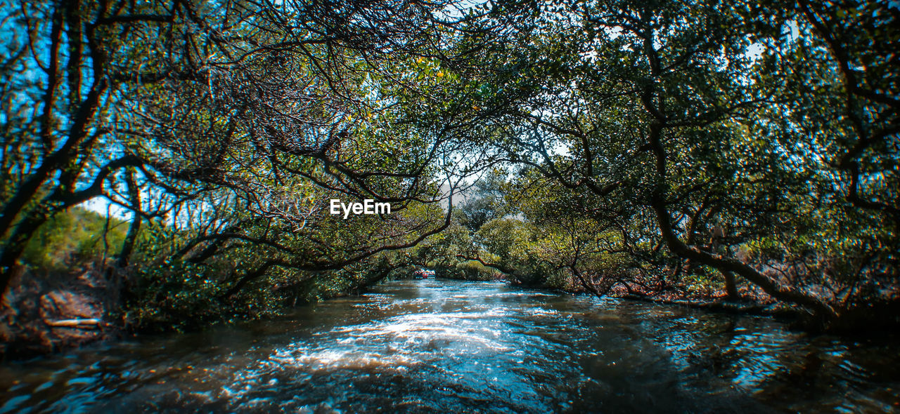 SCENIC VIEW OF RIVER FLOWING IN FOREST