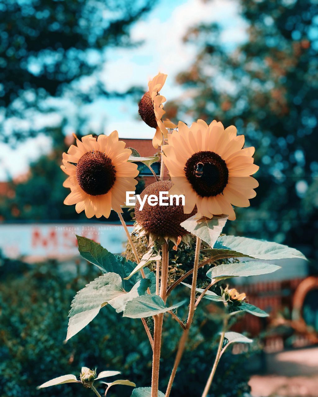 CLOSE-UP OF SUNFLOWER AGAINST ORANGE SKY