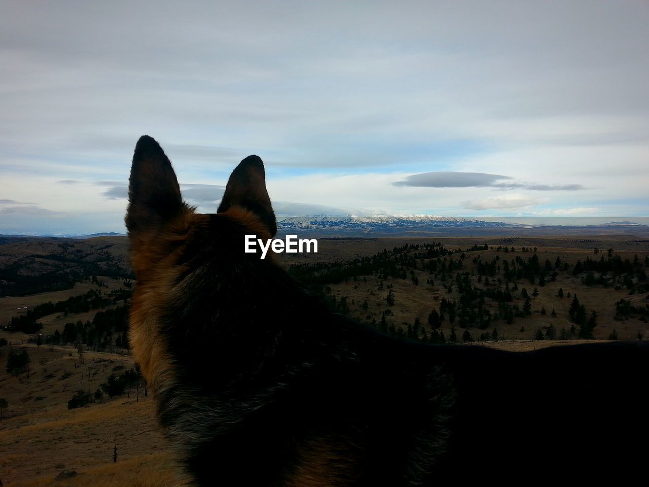 Close-up of dog against cloudy sky