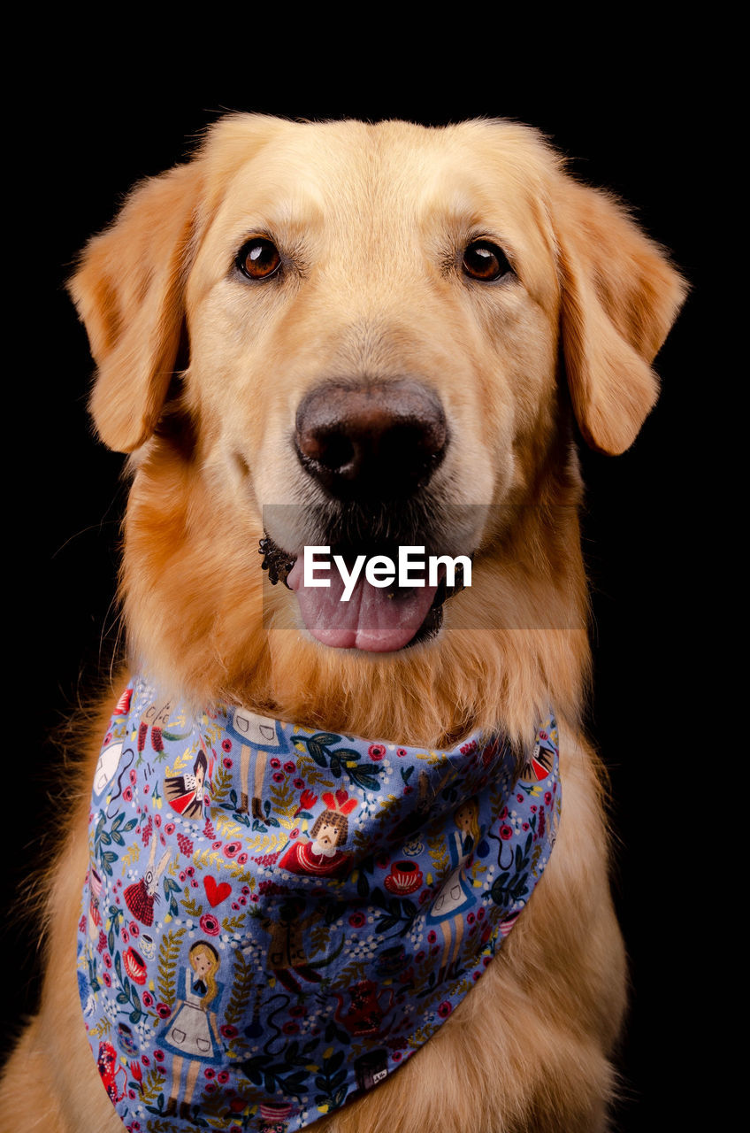 CLOSE-UP OF GOLDEN RETRIEVER