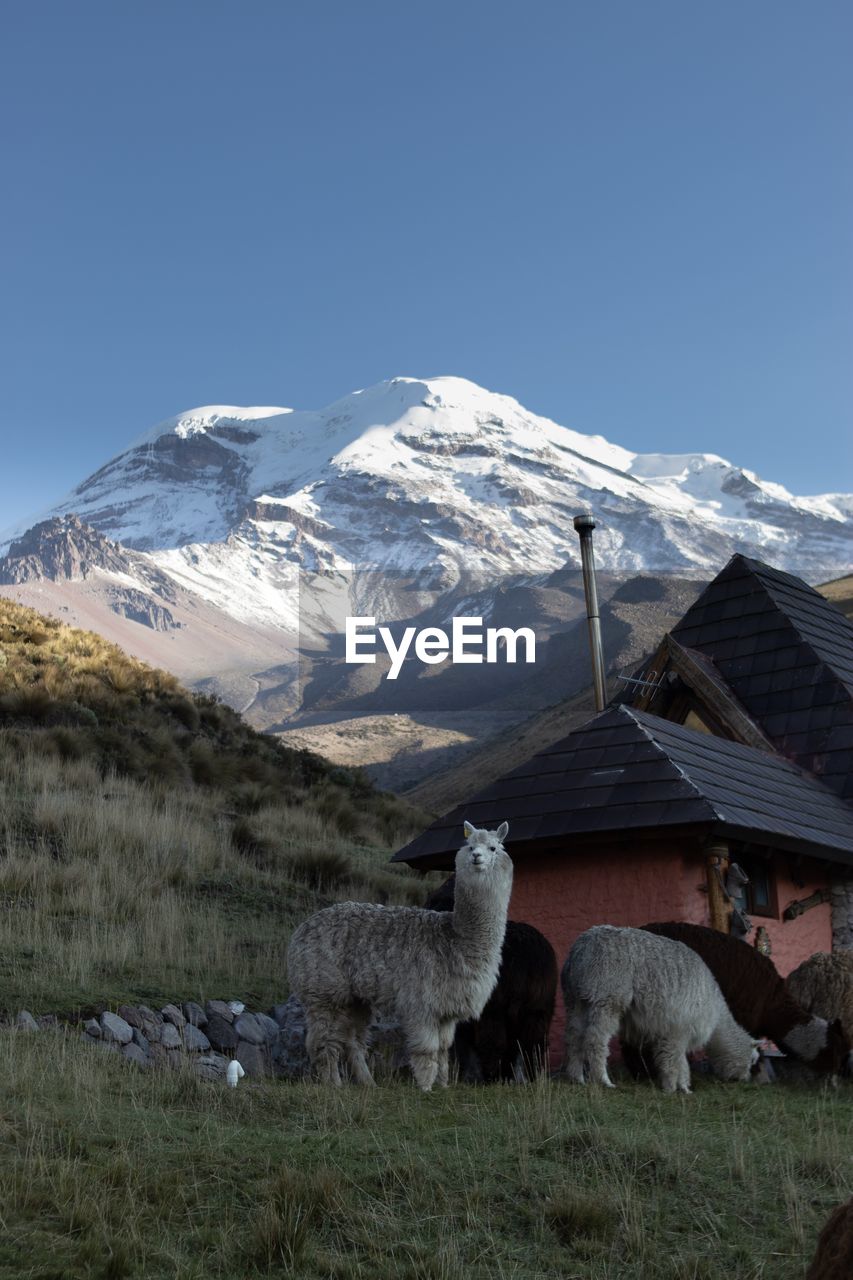 SHEEP ON FIELD AGAINST MOUNTAIN RANGE