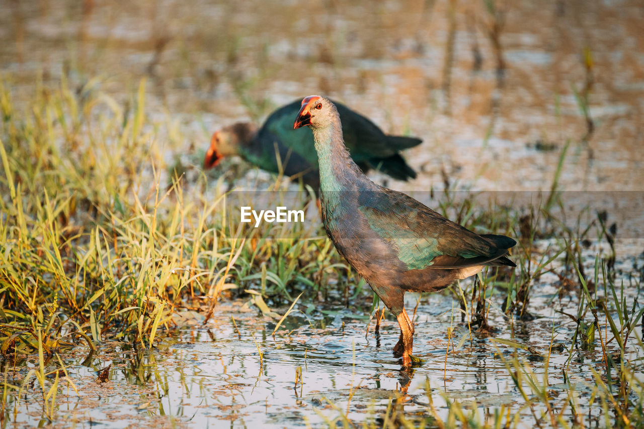 close-up of a bird on field