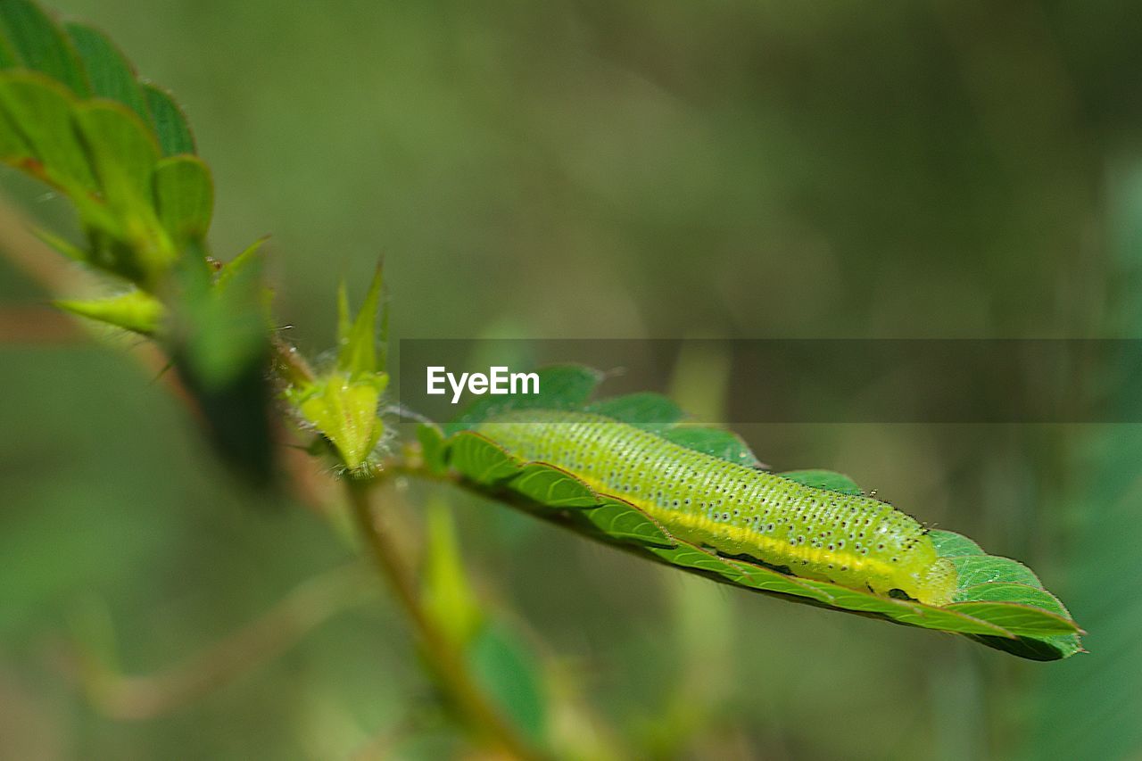 Close-up of a caterpillar on leaf