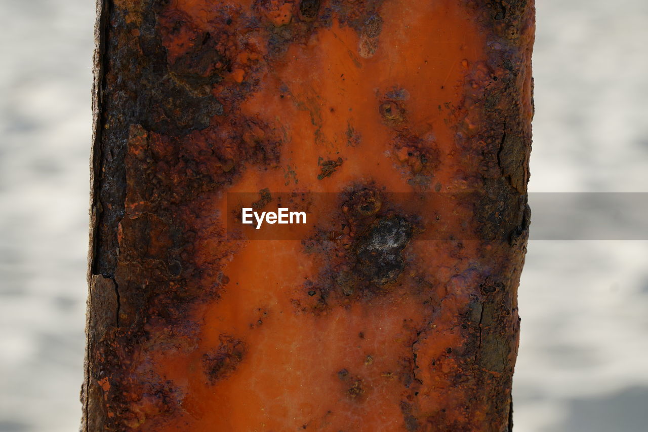 CLOSE-UP OF RUSTY BARK