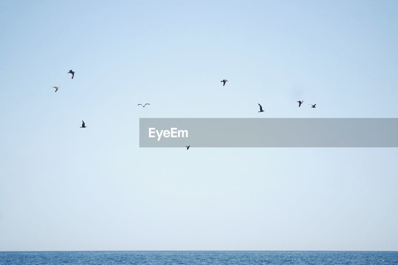 FLOCK OF BIRDS FLYING OVER SEA