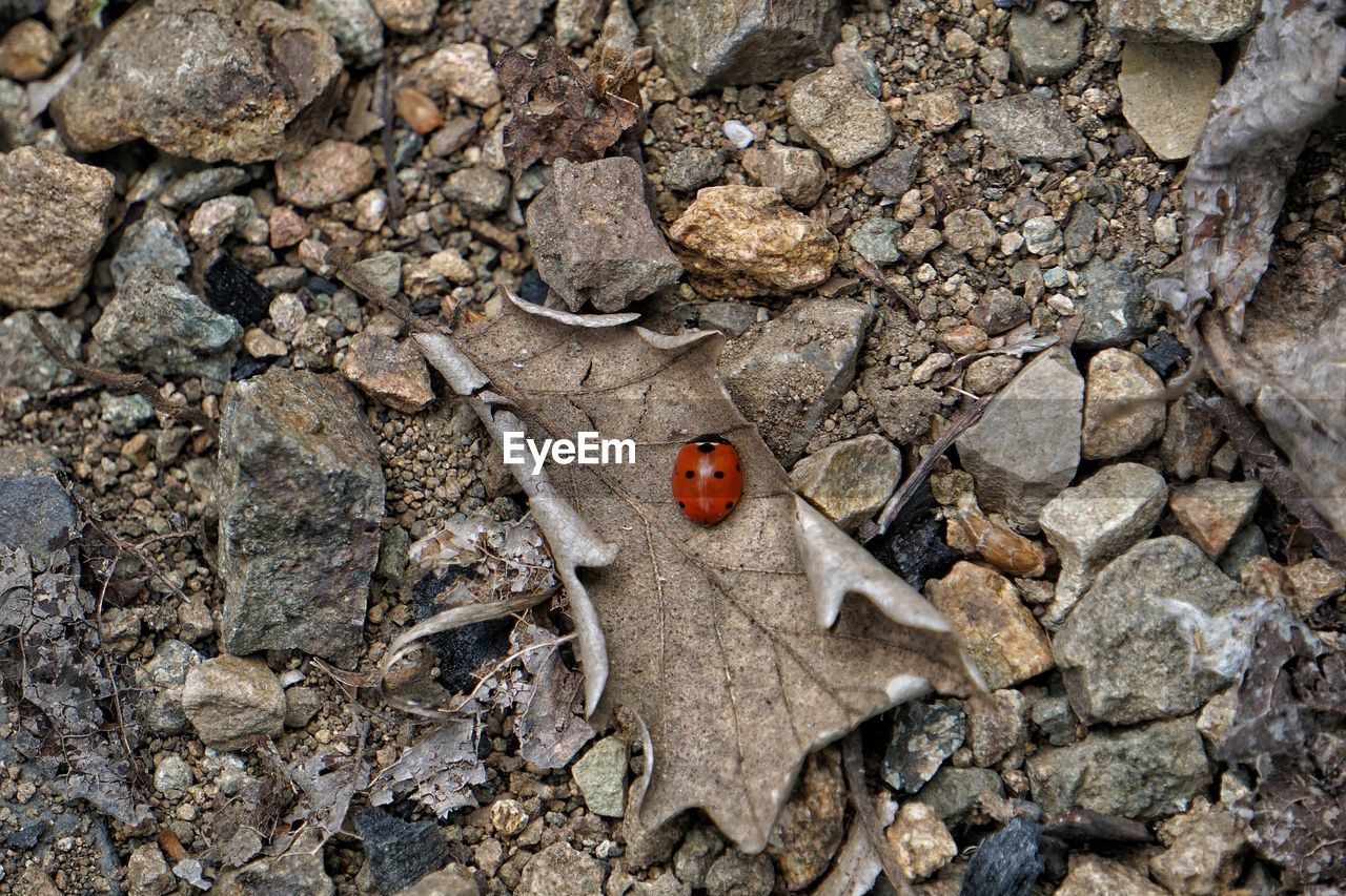 HIGH ANGLE VIEW OF LADYBUG ON ROCKS