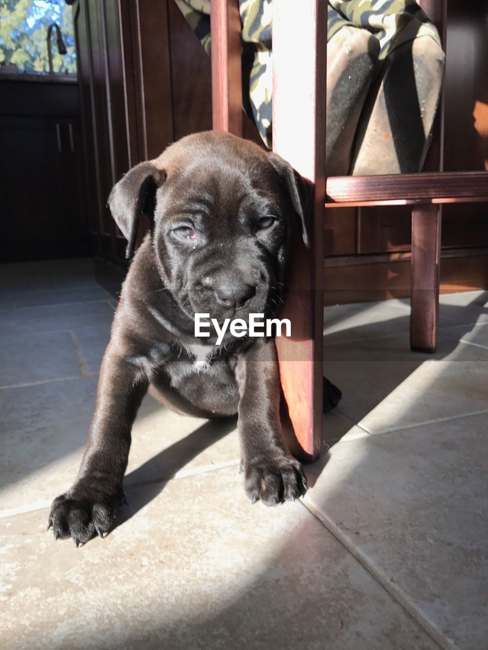 PORTRAIT OF DOG SITTING ON FLOOR