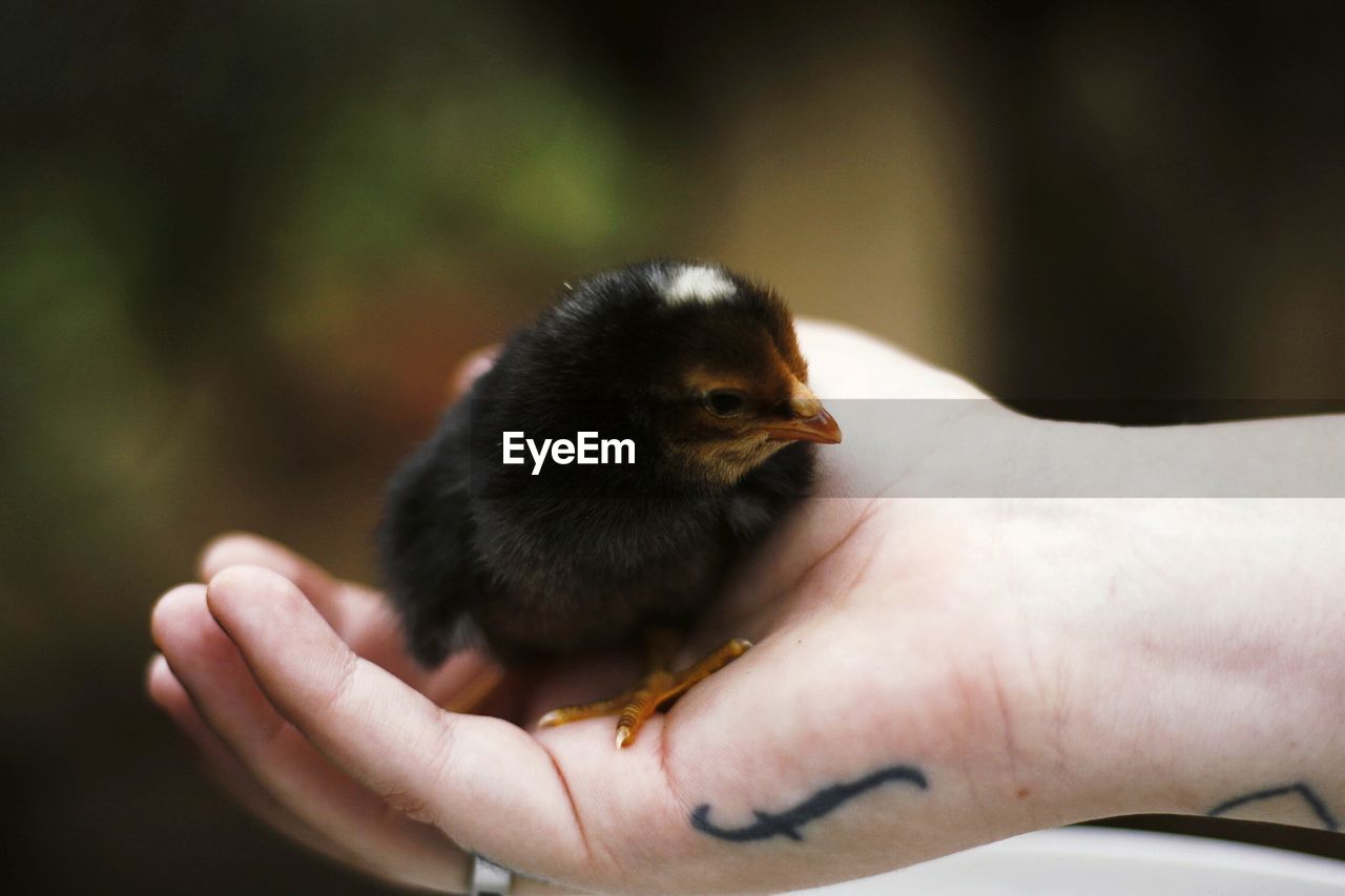 MIDSECTION OF PERSON HOLDING BIRD