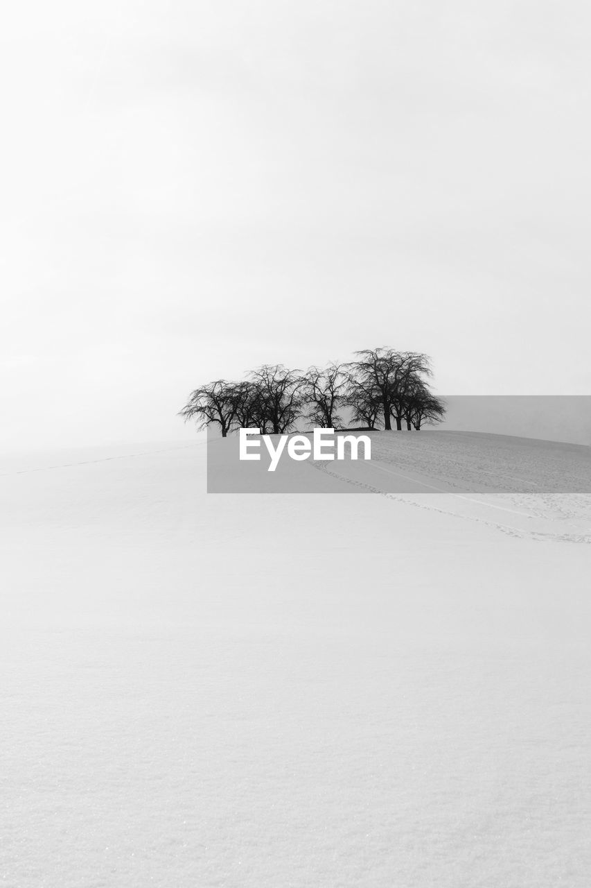 TREE IN SNOW COVERED LANDSCAPE