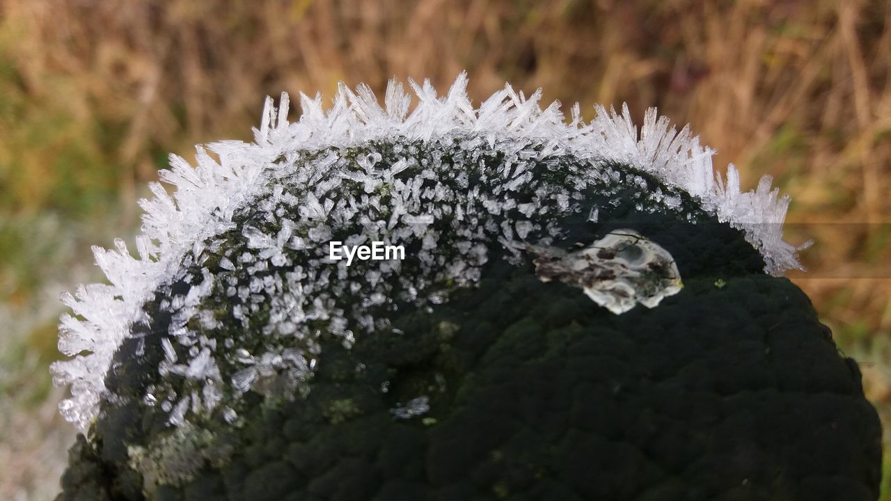 CLOSE-UP OF FROZEN ICE