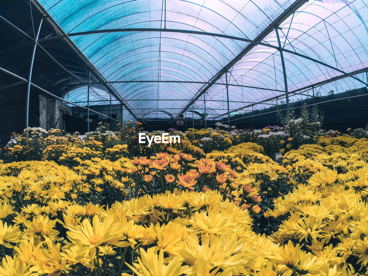 VIEW OF YELLOW FLOWERS IN GREENHOUSE