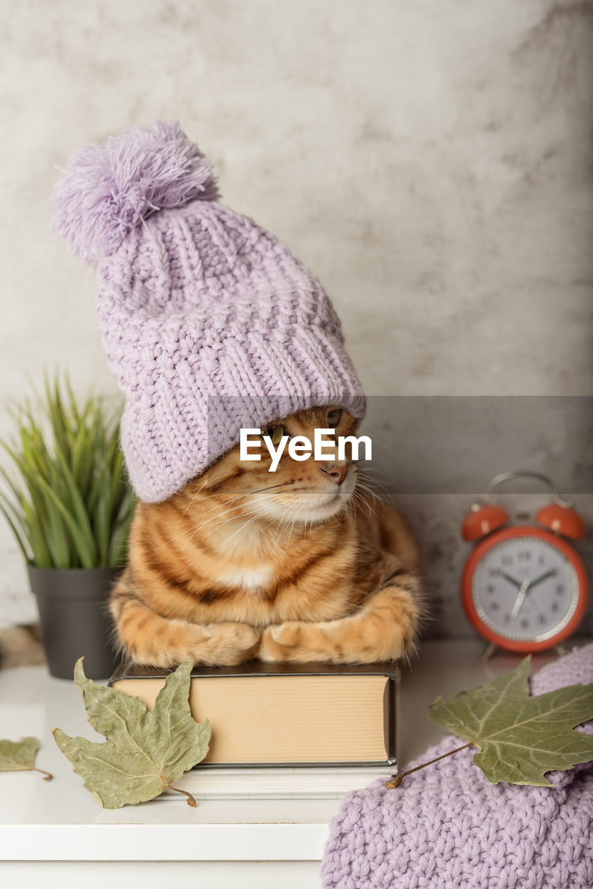 clock, art, hat, clothing, indoors, cat, time, no people, animal, mammal, knit hat, knit cap, plant, winter, pet, domestic animals, animal themes, wool