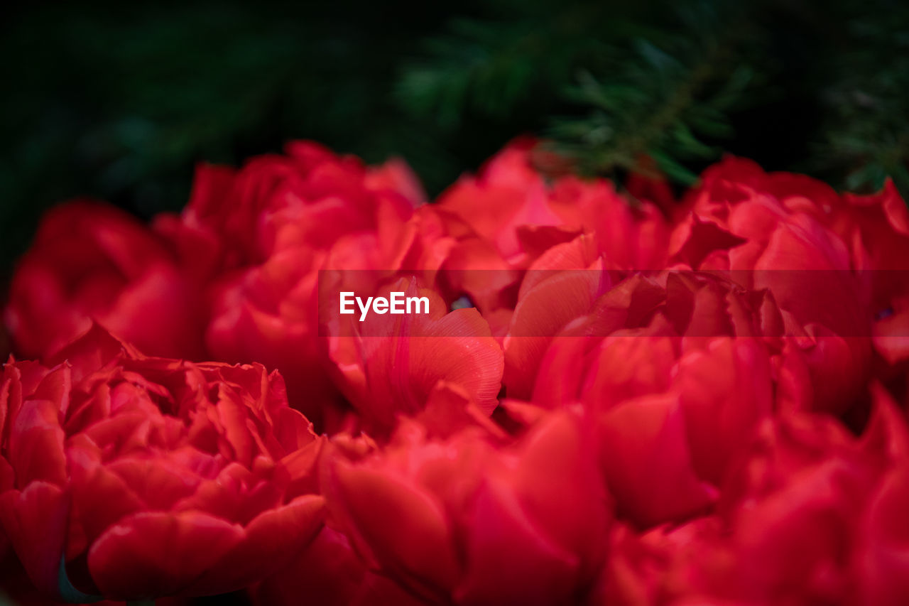 FULL FRAME SHOT OF PINK FLOWER