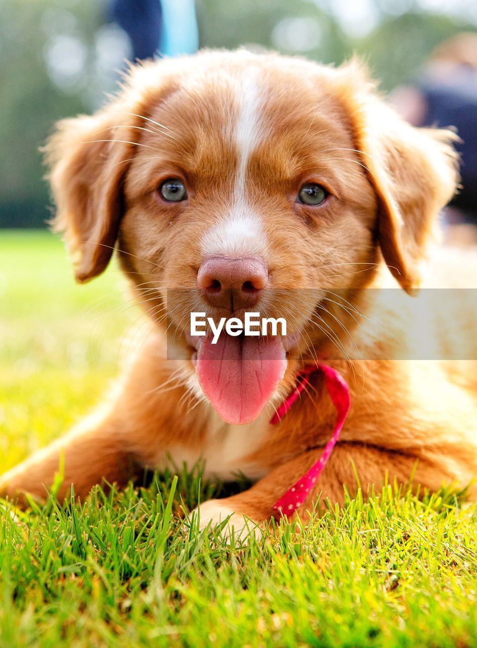 Close-up portrait of puppy