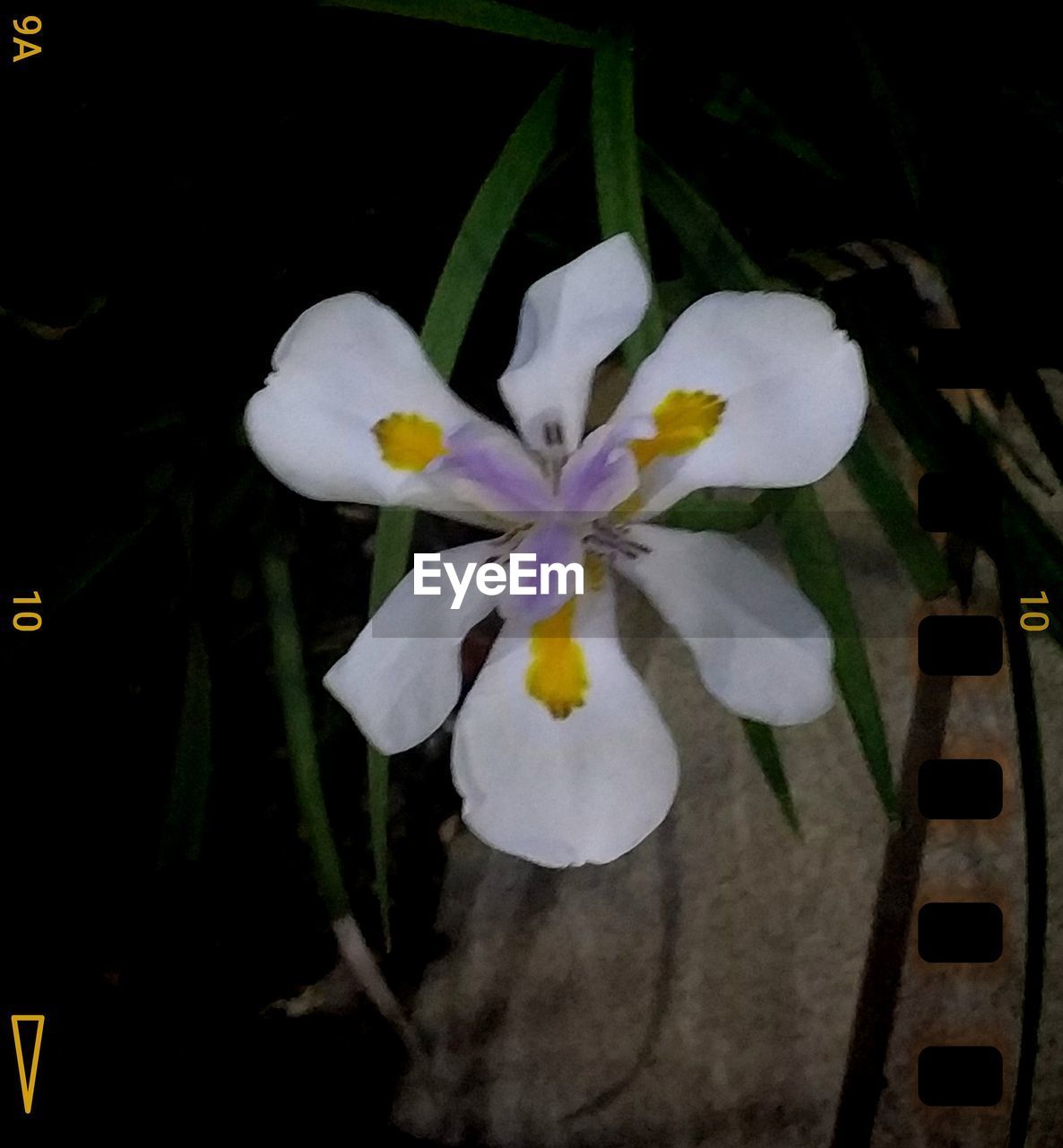 CLOSE-UP OF WHITE FLOWER