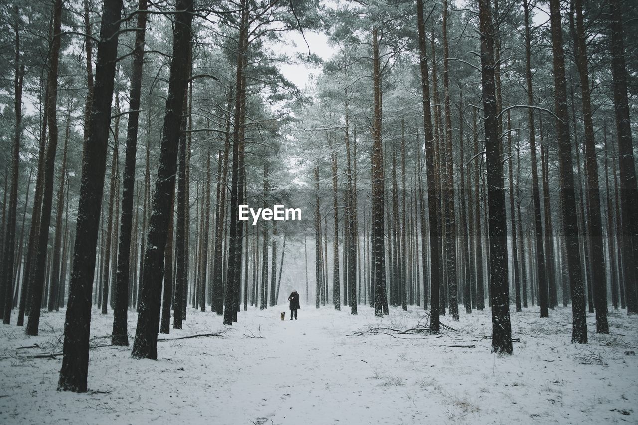 TREES ON SNOW COVERED FOREST