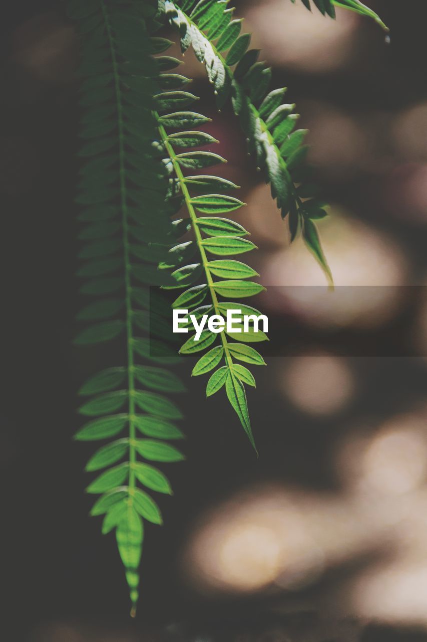 Close-up of fern leaves