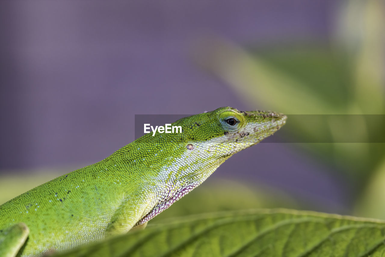 CLOSE-UP OF A LIZARD