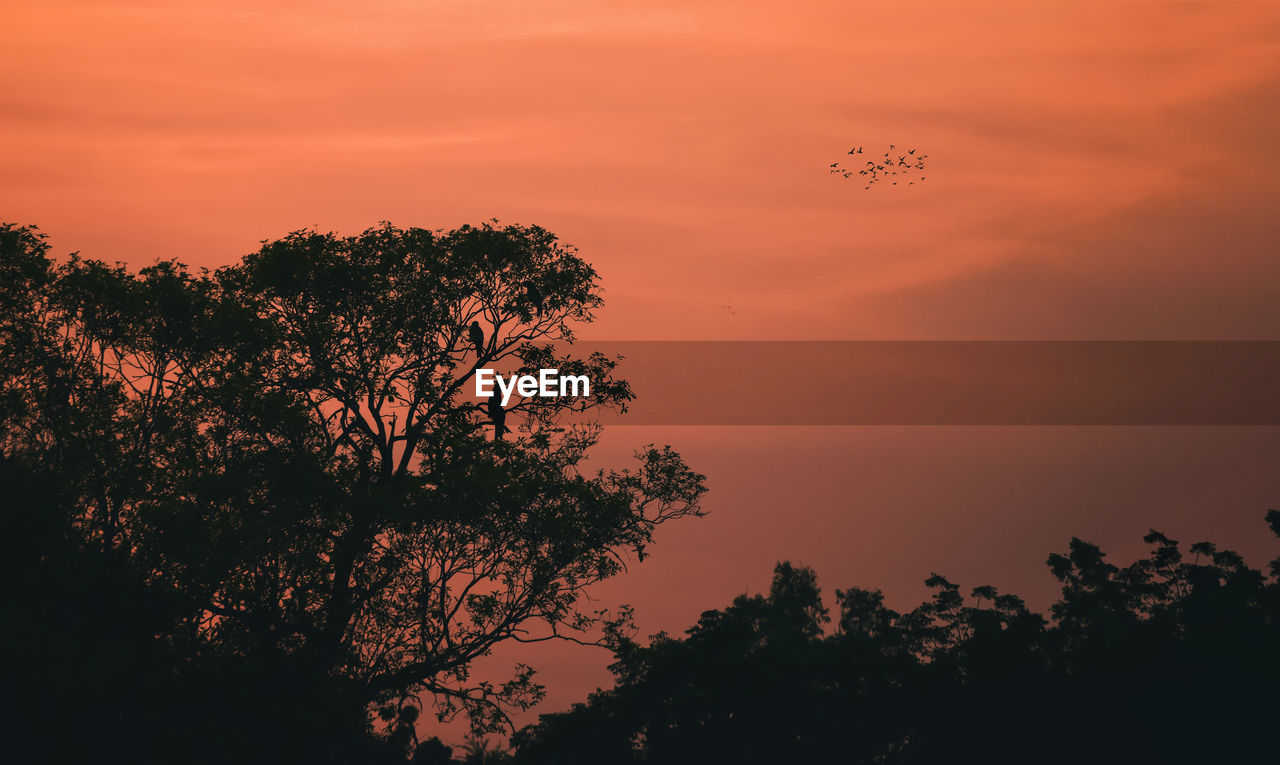 Low angle view of silhouette trees against orange sky