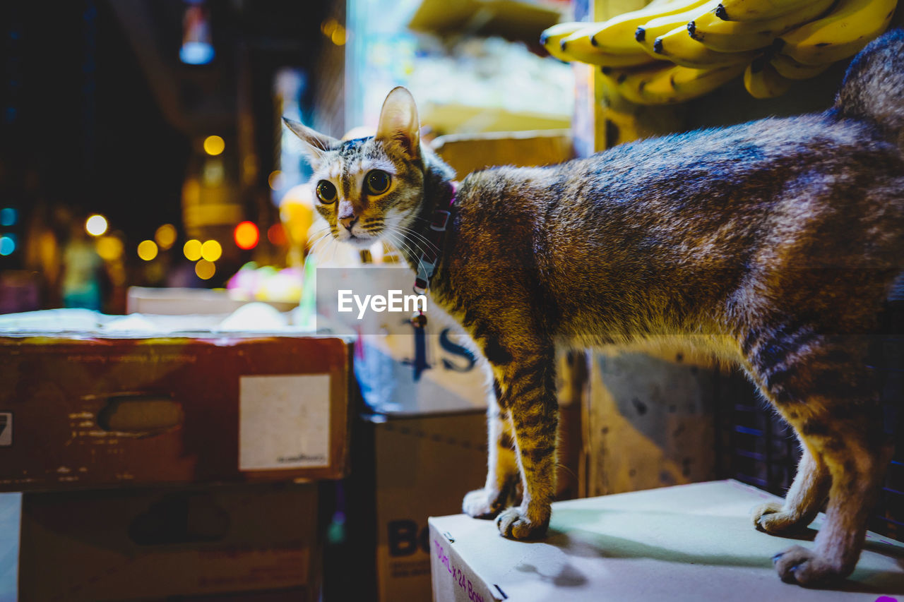 Cat standing on table