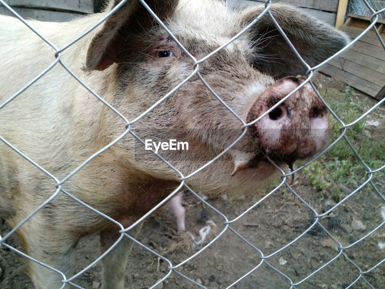 Close-up of pig seen through fence