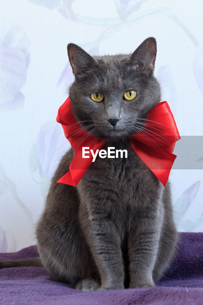 Portrait of cat with ribbon bow sitting on blanket